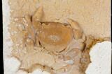 Fossil Crab (Potamon) Preserved in Travertine - Turkey #145052-1